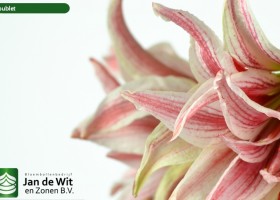 hippeastrum Doublet (3)